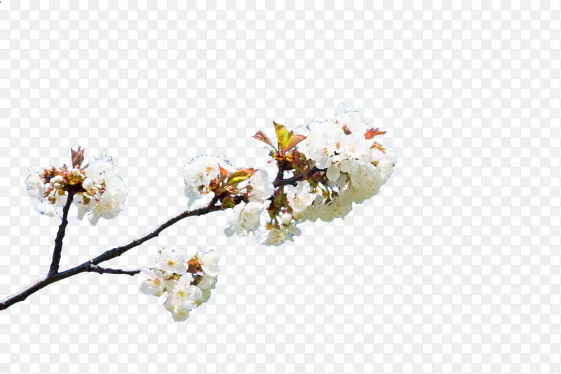 白色花枝