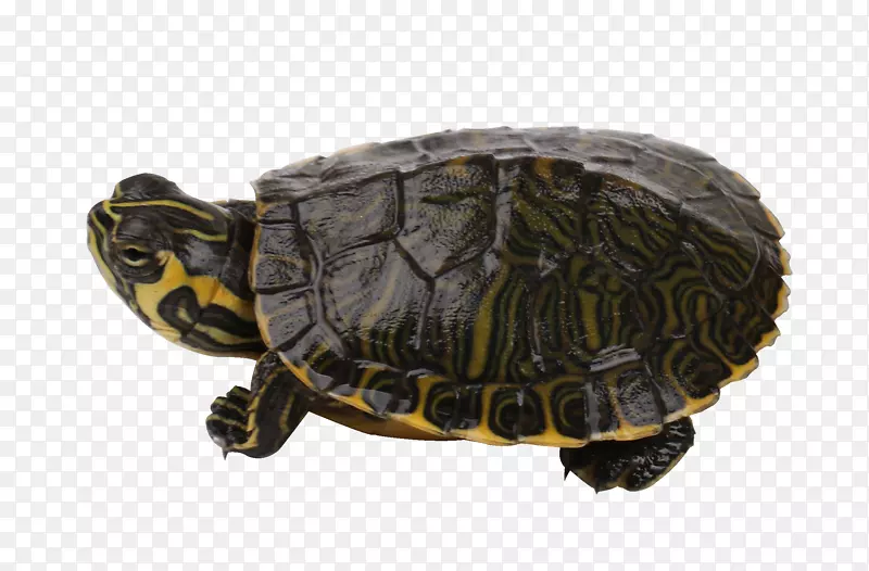 黄耳龟宠物龟