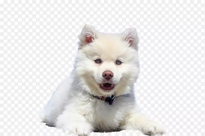 白色毛茸茸的小狗狗
