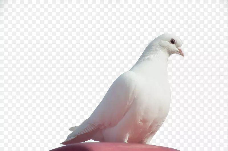 鸽子-洁白的小鸟