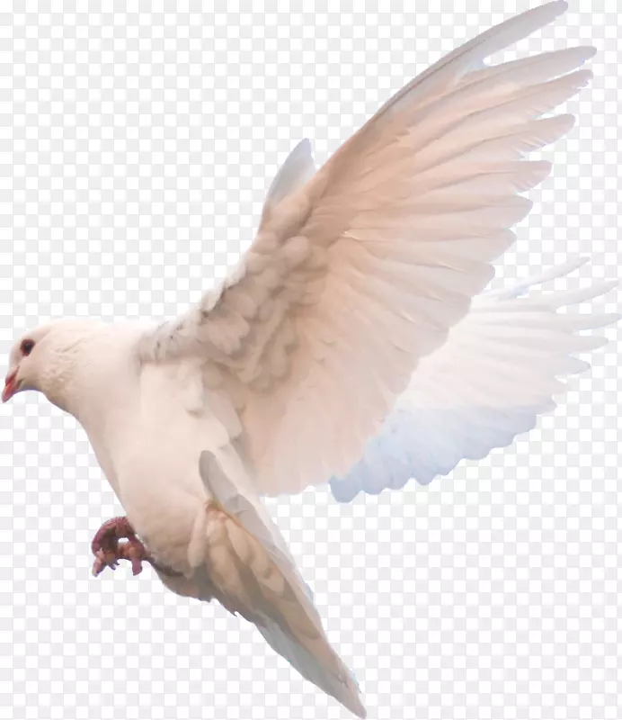 翱翔的白色的和平鸽