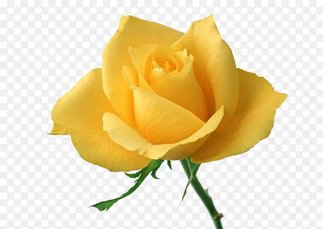漂亮黄色玫瑰花