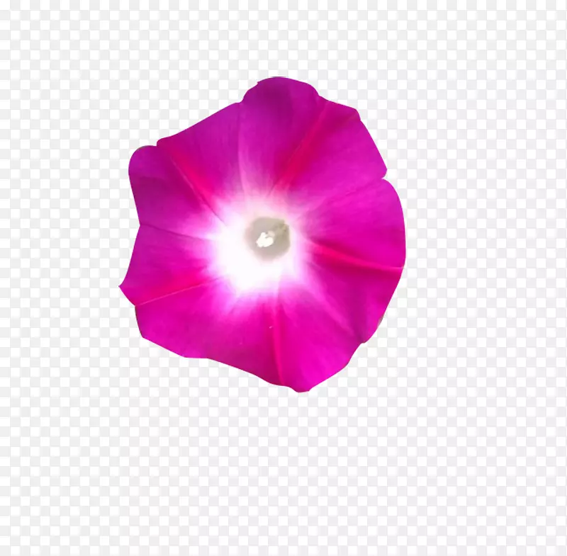 牵牛花  喇叭花  花
