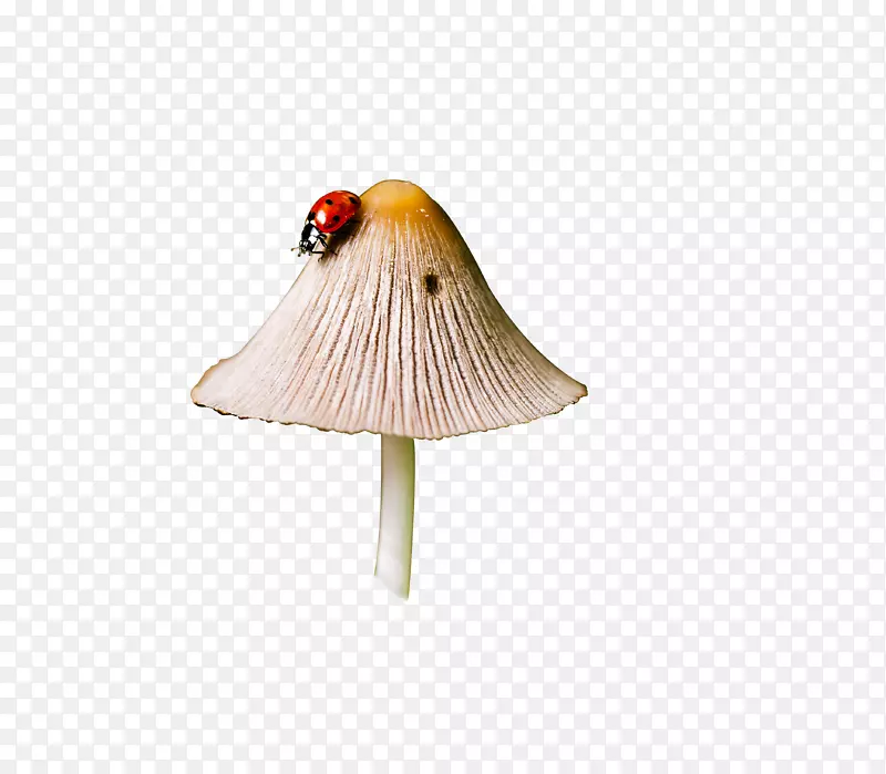蘑菇-爬着瓢虫的蘑菇
