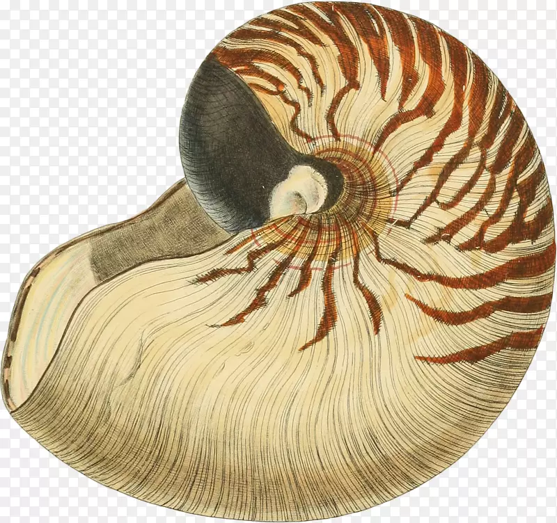 花纹手绘蜗牛壳