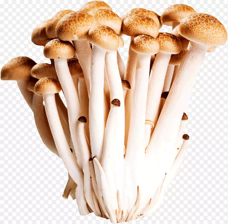 菌类蟹味菇蘑菇