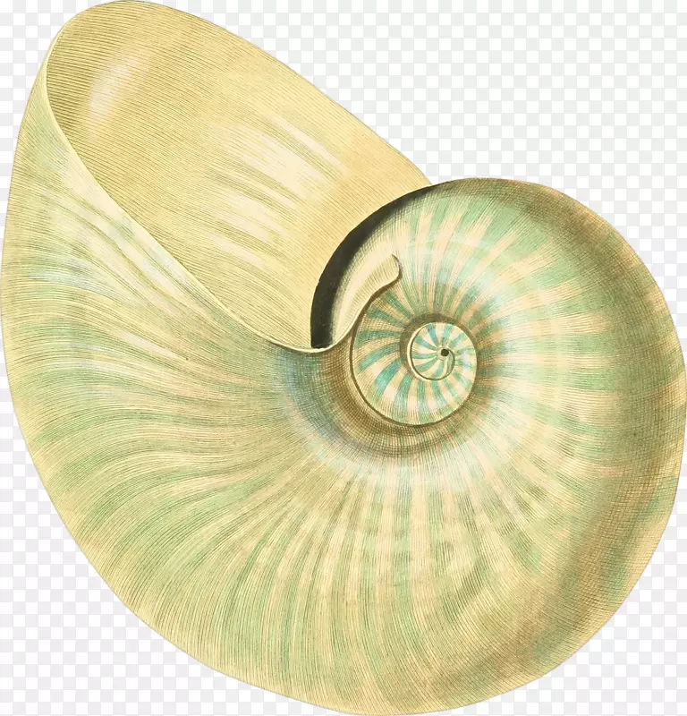 漂亮的手绘蜗牛壳