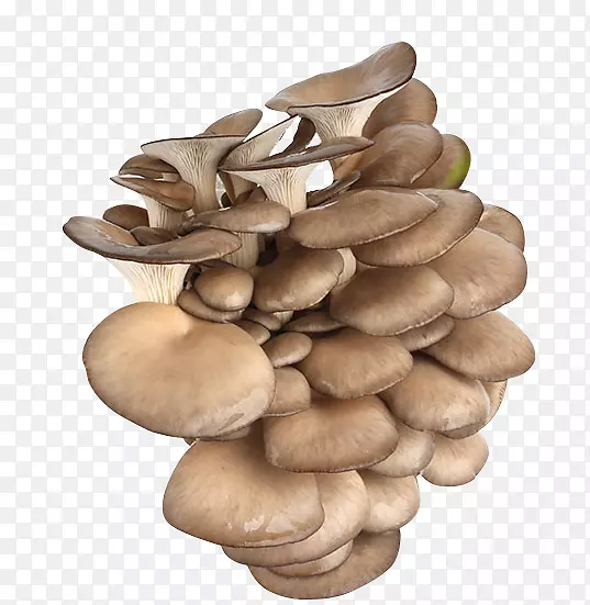 鲜蘑，蘑菇，平菇