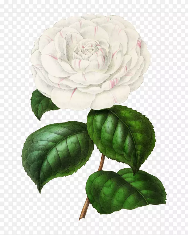卡通手绘一束白色花