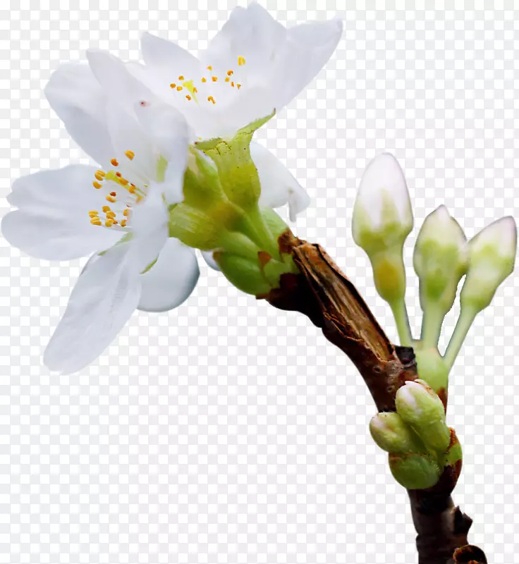 春天绿色一枝花白色花朵