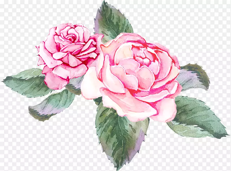 两朵粉色的玫瑰花