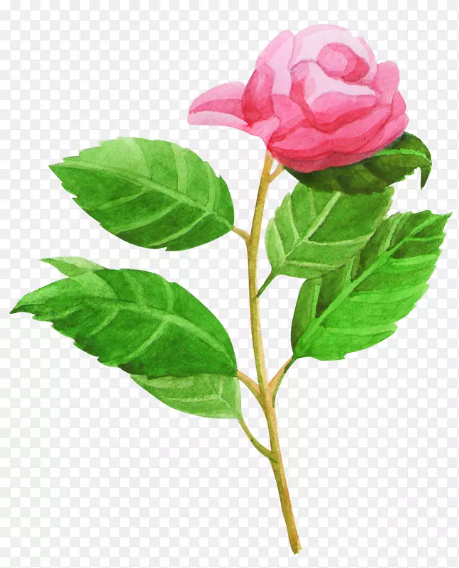 水彩粉色玫瑰花简图