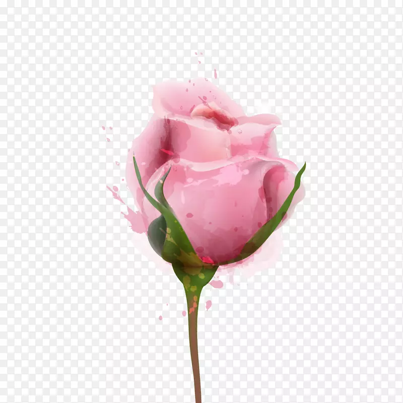 手绘粉色玫瑰花矢量图