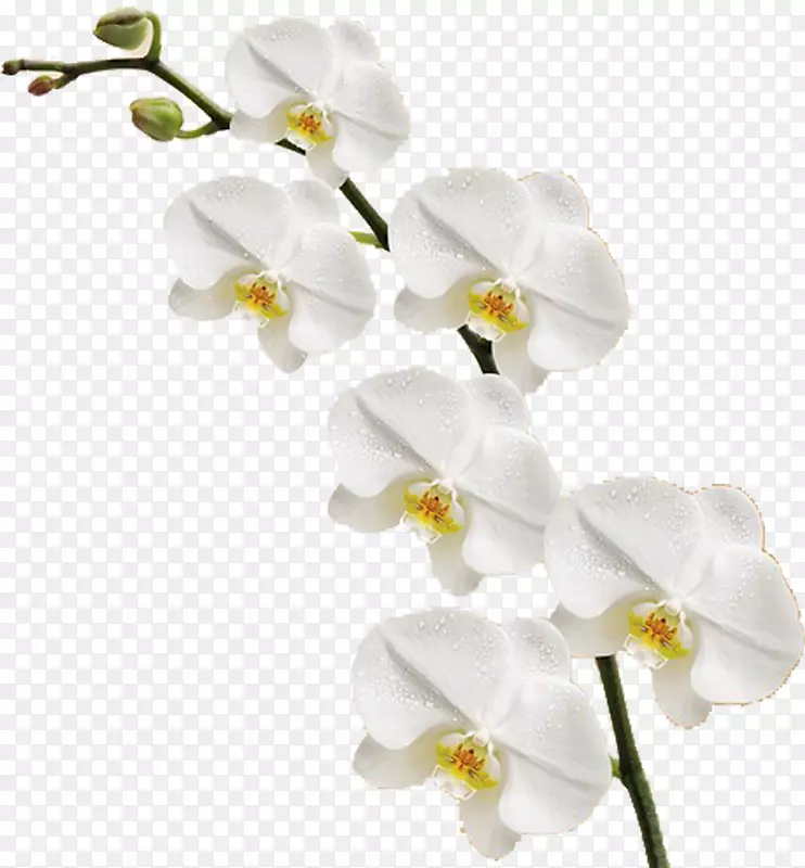 一枝白色的装饰花朵