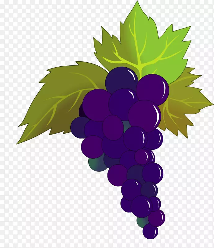 手绘矢量紫色葡萄