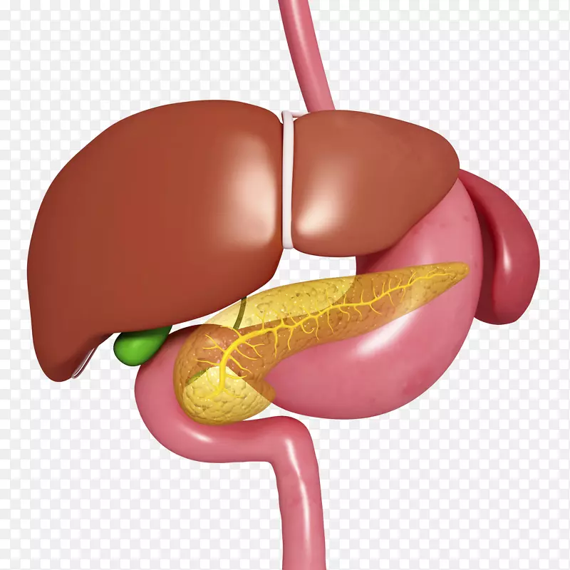 肝脏和肠胃医学插画
