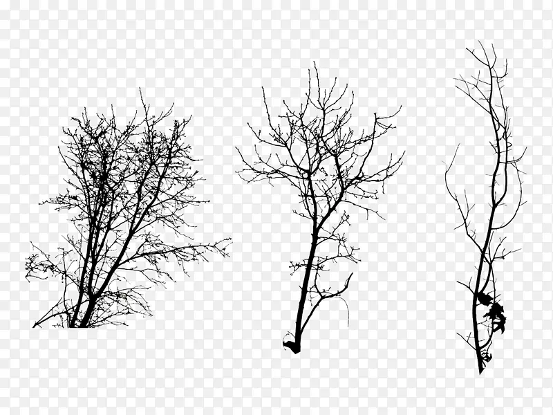 三种不同的枯树