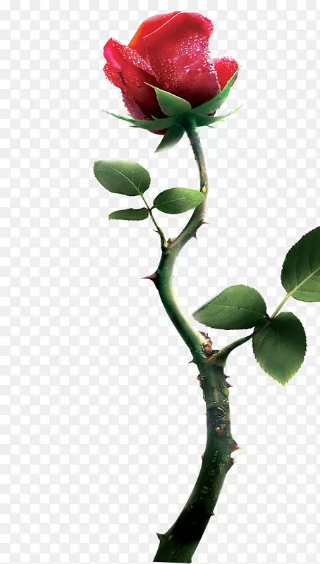 矢量玫瑰花