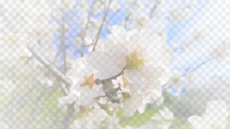 春天 草地 桃花 梨花 渐变透明 元素6