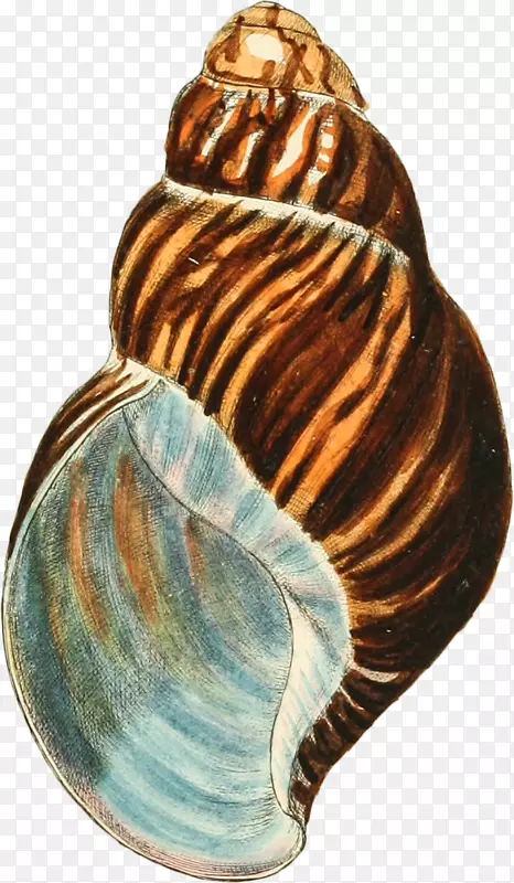 多彩的海螺手绘-4