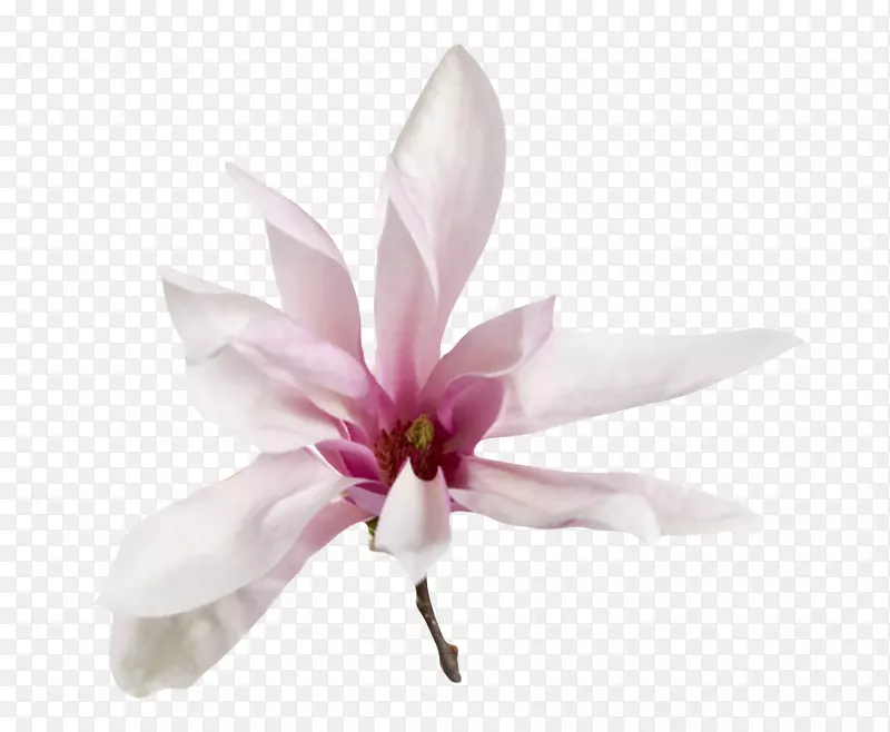 白色带香味紫色褶皱的玉兰花瓣实