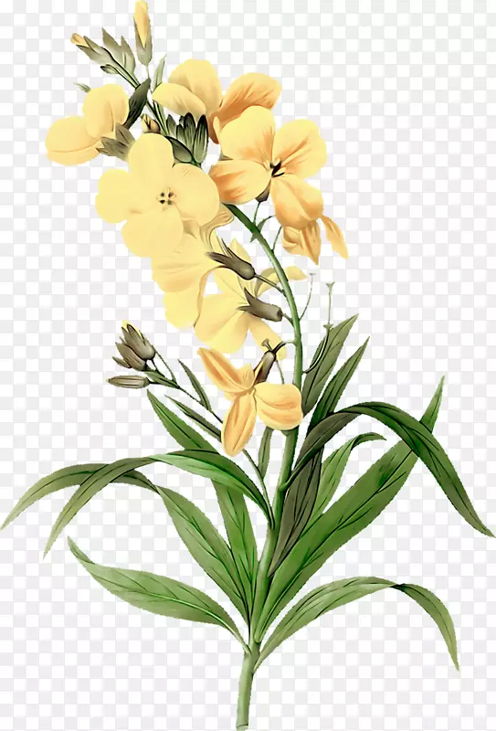 黄色花朵手绘植物