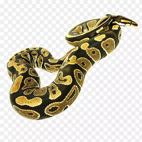 彩色质感装饰毒蛇设计图