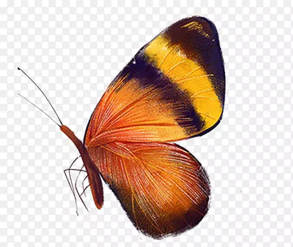 黑纹橙色蝴蝶
