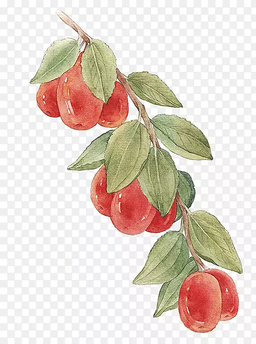 红枣树水彩手绘