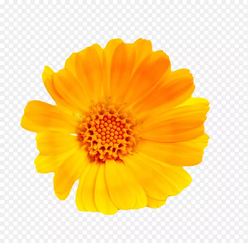 橙黄色有观赏性凋落的一朵大花实