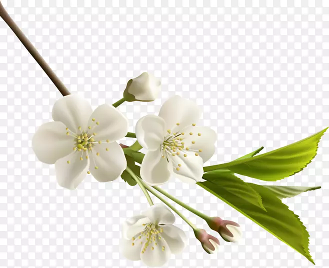 白色花瓣免抠元素