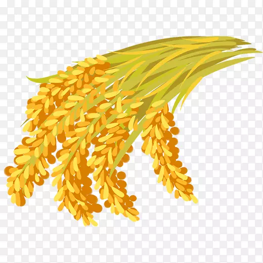 一簇金黄色的稻穗