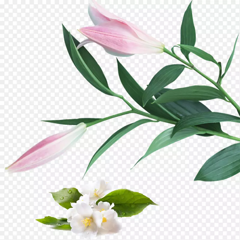 粉红色百合花白色花朵花卉矢量素