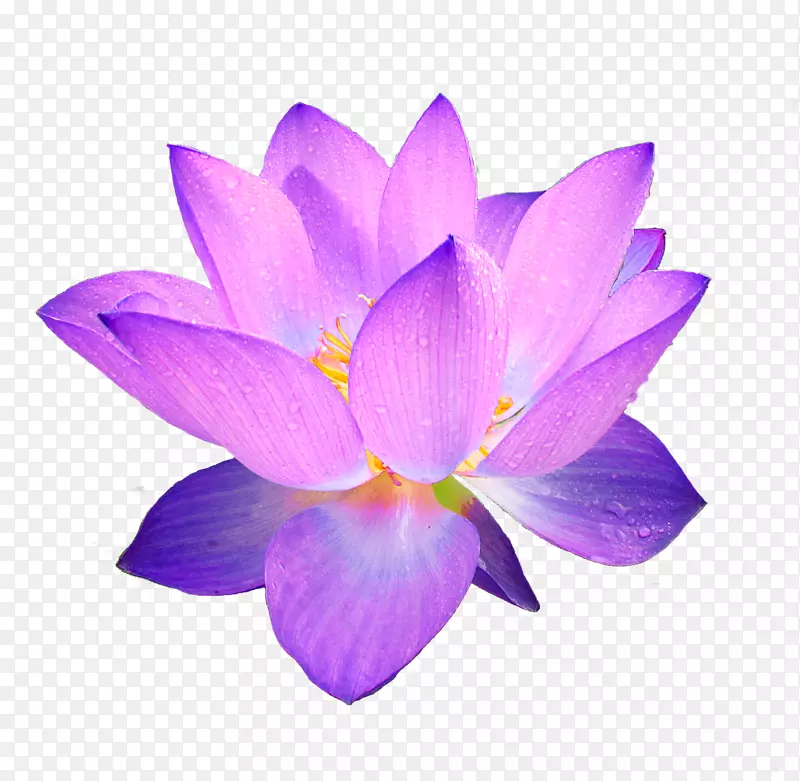 荷花-蓝紫色的高贵
