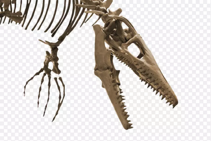 恐龙骨骼头的特写镜头