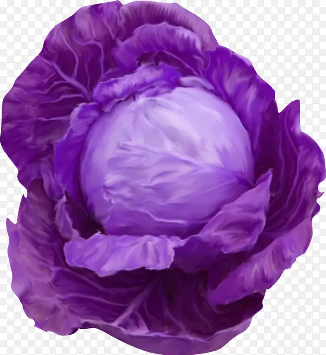 紫甘蓝