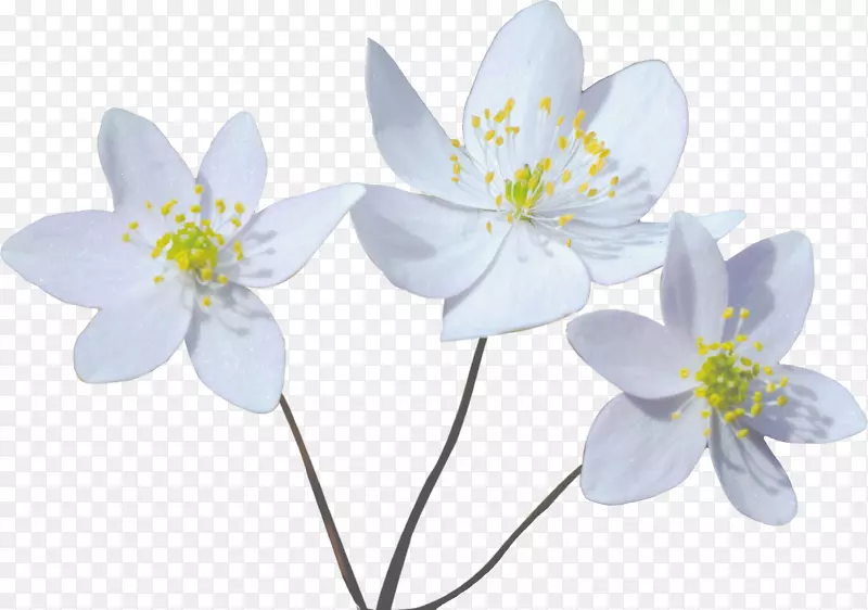 三朵白色的小花