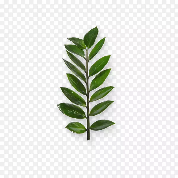 绿叶 清新 植树节 绿色植物PNG图片素材下载_图片编号7282529-PNG素材网