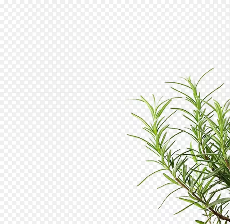 右下角绿色植物PNG图片素材下载_图片编号7282252-PNG素材网