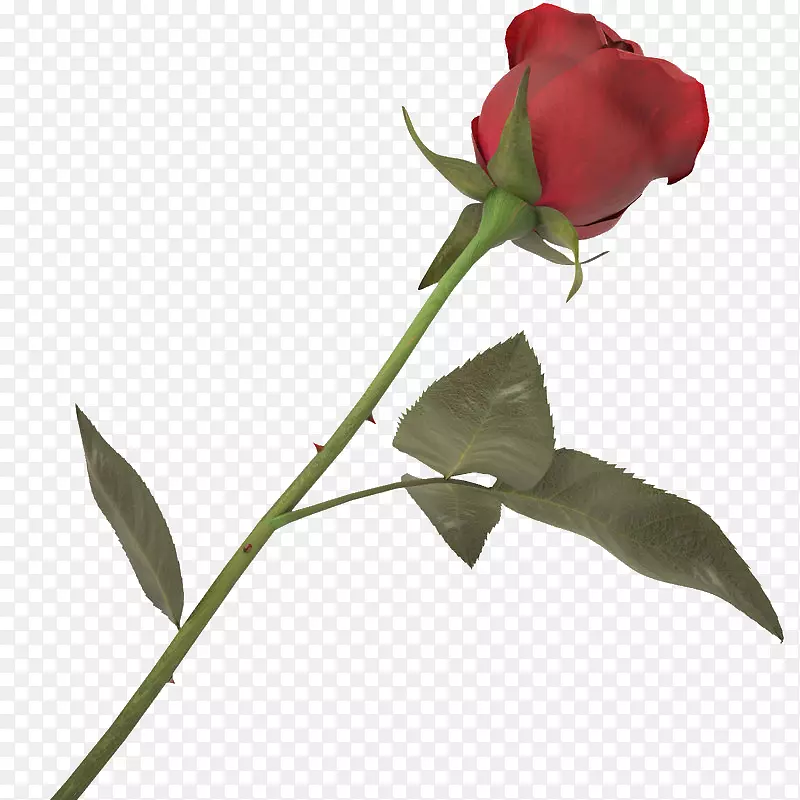 一支带刺花朵单支玫瑰