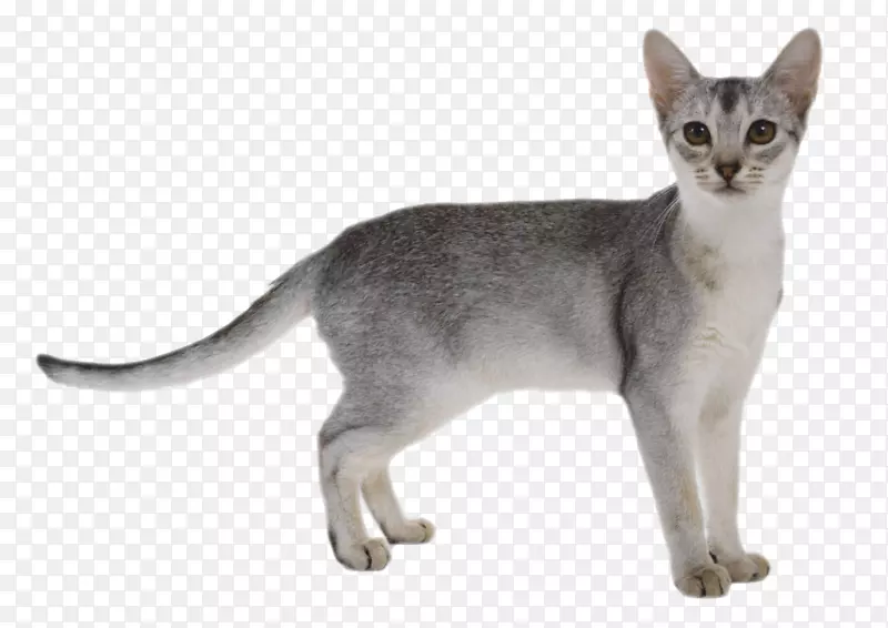 猫灰色的猫小猫