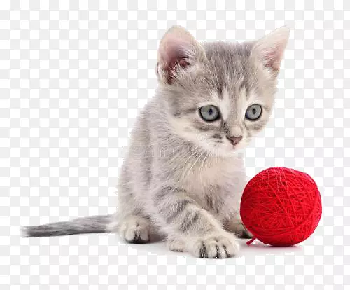 猫咪玩毛线球