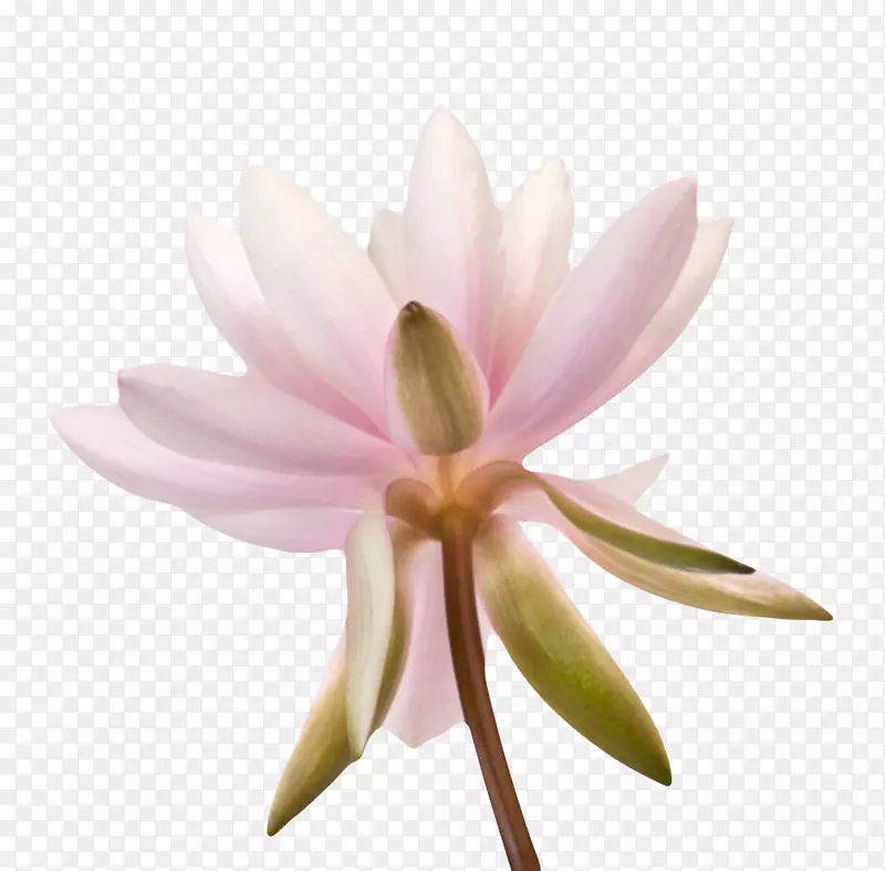 粉红色有观赏性带梗的一朵大花实