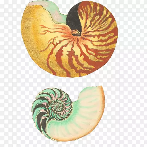 弯曲海螺手绘画素材图片