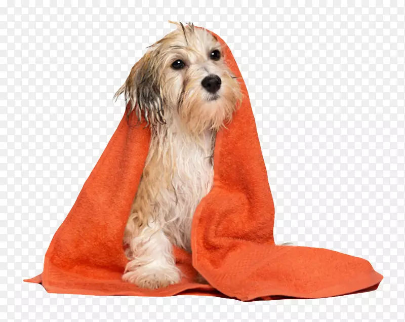 披着橙色毛巾的宠物小狗