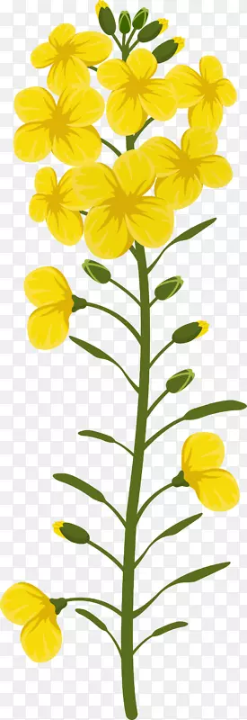绽放的黄色矢量油菜花