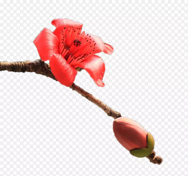 一朵向右盛放的红色木棉花实物带