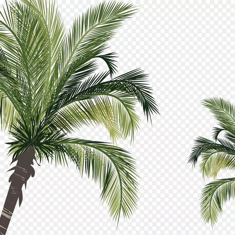 海边的椰子树叶
