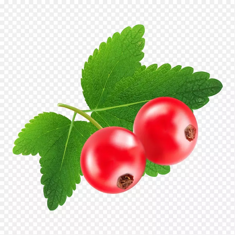 蔓越莓红色果实
