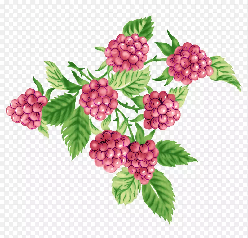 手绘蔓越莓